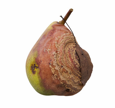 Pear Fruit Infected by Monilia fructigena. Infected fruit is isolated on whie background with clipping path. 