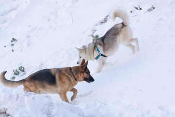 german shepherd dog