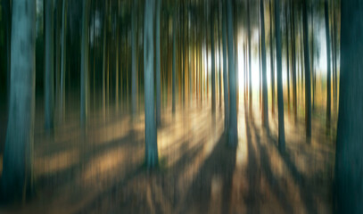 Artistic blurred impression of backlit pine tree trunks forest in evening light © JGade
