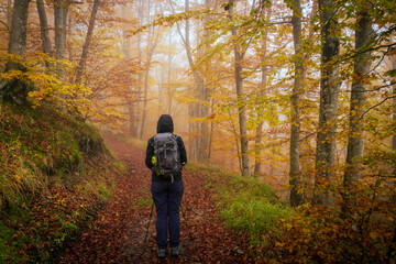 Woman with a backpack walking in a wood in autumn. Parco Nazionale delle Foreste Casentinesi, Tuscany - Italy