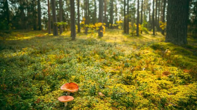 Belarus, Europe. Time lapse mushroom. Russula emetica - sickener, emetic russula, or vomiting russula, is a basidiomycete mushroom. Autumn Forest. Conditionally edible fungus. Sunshine In Sunny Autumn