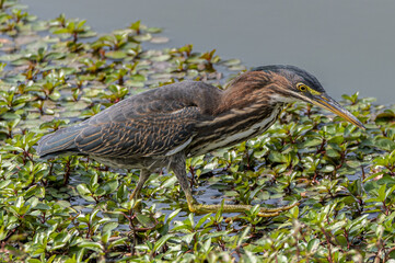 Closeup shot of a bird eating from the plants growing by the river