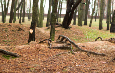 Tree roots crawling in the autumn forest