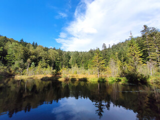 Fototapeta na wymiar Sprucy forest and lake, blue sky on background.