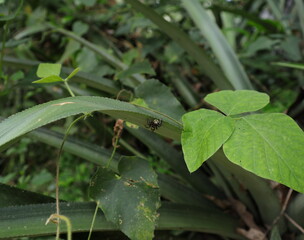 A black and brown color spider under a pineapple leaf