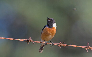 A male Common Stonechat - Saxicola rubicola, Crete