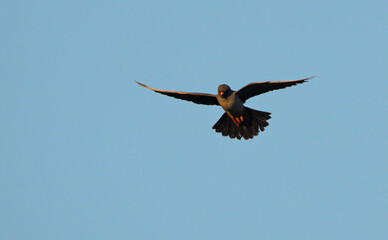 Red-footed Falcon (Falco vespertinus), Greece