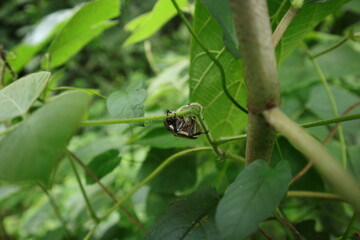 A Coconut Rhinoceros Beetle hugging a wild vine