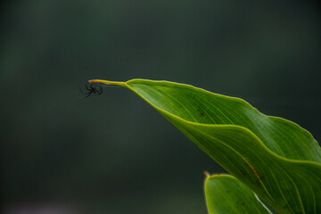 Spider on a leaf in Delhi, India