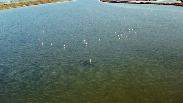 Flight over the pond of Vic and the flamingos taking flight, near Vic la Gardiole, in Herault, in Occitanie, France