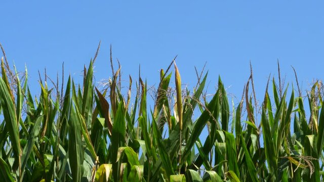 Row of Green Corn - early morning southern Illinois in late summer, close up. Close view. 238