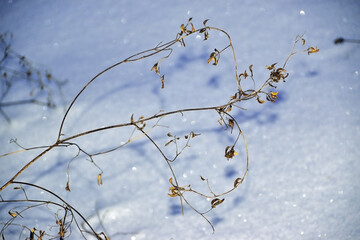 Epicles of last year's dry grass on a background of white snow
