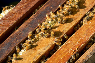  Bees convert nectar into honey and care for larvae.