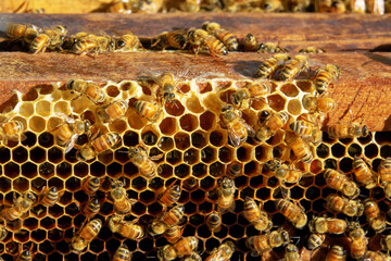  Bees convert nectar into honey and care for larvae.