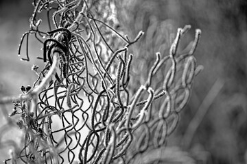 fence by fence close-up. frozen fence mesh with climbing plan. abstract mesh macro