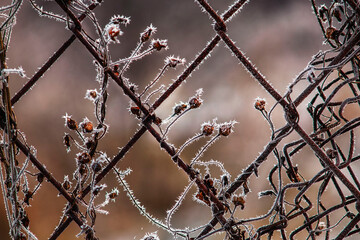 fence by fence close-up. frozen fence mesh with climbing plan. abstract mesh macro