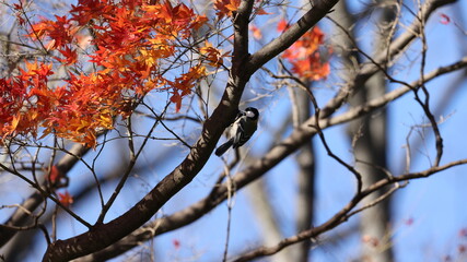 紅葉の中で遊ぶシジュウカラの写真