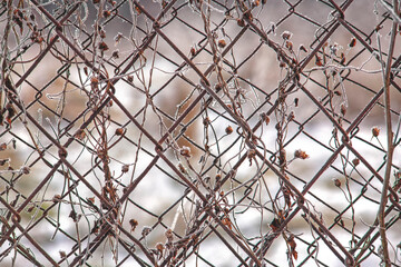 fence by fence close-up. frozen fence mesh with climbing plan. abstract mesh macro