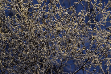 Dry grass covered with frost and lit by the setting sun