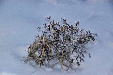 Dry grass covered with frost and lit by the setting sun