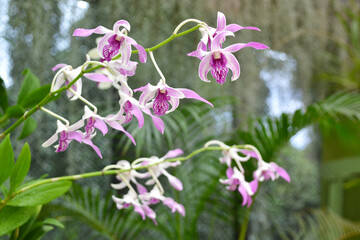 Sri Lanka, pink orchid close-up, macro