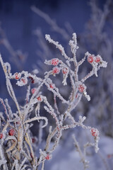 Red rose hips covered with hoarfrost
