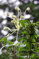 Sri Lanka, white exotic flower close-up