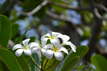 Obraz premium Sri Lanka, white frangipani flower close-up