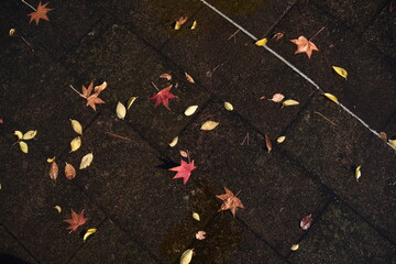 地面に散らばる紅葉