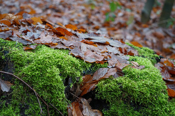 Herbstlaub-Blätter
