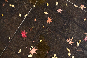 地面に散らばる紅葉