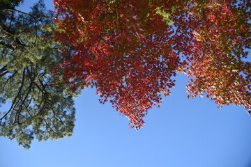 下から見上げる紅葉
