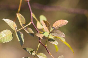 Autumnal redleaf rose closeup view with selective focus on foreground