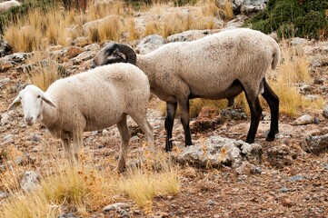 Ovis orientalis aries - The sheep is a domestic quadruped mammal.