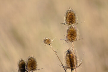 Dried brown wild teasel seeds closeup view with blurred background