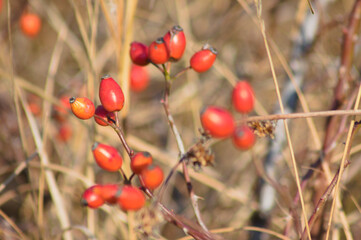 Red rose dog seeds closeup view with selective focus on foreground