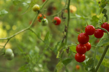Red Ripe Cherry Tomato Growing in Garden