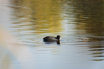Black scoter swimming on rippled lake closeup view with selective focus on foreground