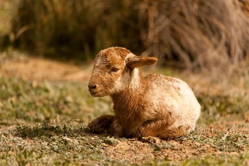 Ovis orientalis aries - The sheep is a domestic quadruped mammal.