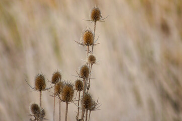 Multiple wild teasel brown seeds closeup view with blurred background