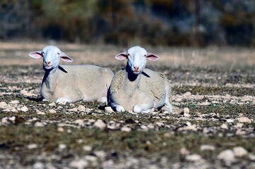 Ovis orientalis aries - The sheep is a domestic quadruped mammal.