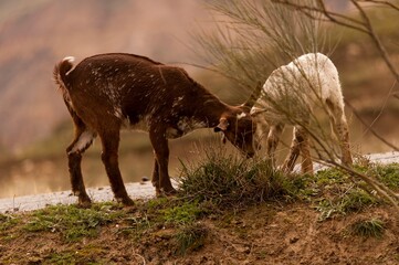 Ovis orientalis aries - The sheep is a domestic quadruped mammal.