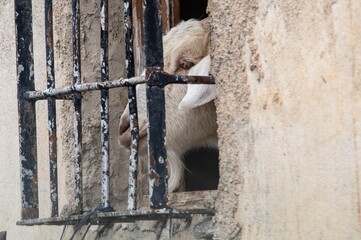 Ovis orientalis aries - The sheep is a domestic quadruped mammal.