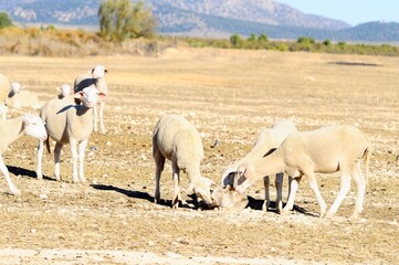 Ovis orientalis aries - The sheep is a domestic quadruped mammal.