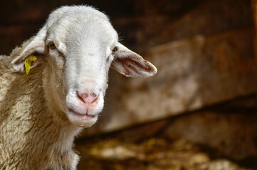 Ovis orientalis aries - The sheep is a domestic quadruped mammal.