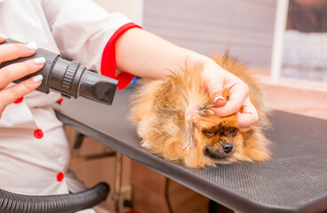 Beautiful pomeranian spitz. Grooming animals, grooming, drying and styling dogs, combing wool....