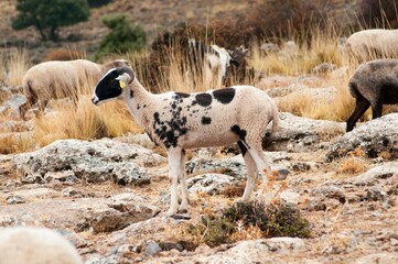 Ovis orientalis aries - The sheep is a domestic quadruped mammal.