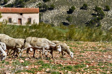 Ovis orientalis aries - The sheep is a domestic quadruped mammal.