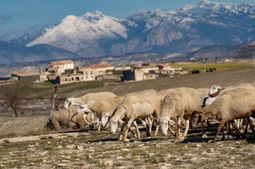 Ovis orientalis aries - The sheep is a domestic quadruped mammal.
