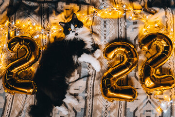 Christmas cat 2022. Black cute kitten with gold foil balloons number 2022 new year on festive cozy knitted blanket at sweet home. Good New Year spirit. Ready postcard 2022. Happy New Year animal, pet